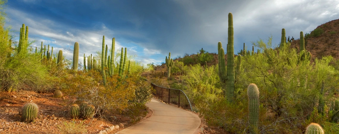 Sonoran-Desert-Trail-1140x452