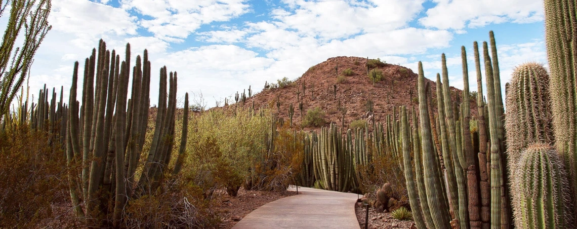 Sonoran-Desert-Trail-DBG-1140x452